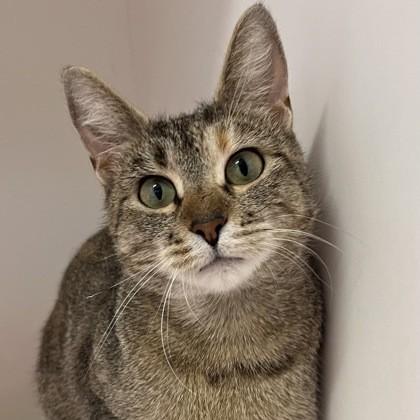 Mama Kitty, a Adoptable mixed breed in Janesville, WI image 2/3