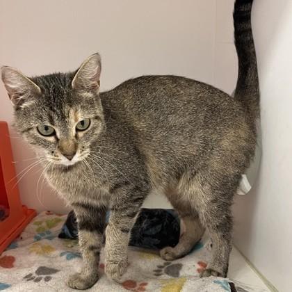 Mama Kitty, a Adoptable mixed breed in Janesville, WI image 3/3