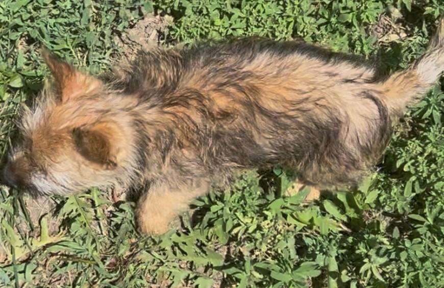 Enlarge Hank, a Adopted Cairn Terrier in Tyndall, SD image 5/5