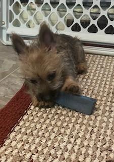 Enlarge Hank, a Adopted Cairn Terrier in Tyndall, SD image 3/5