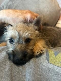 Enlarge Hank, a Adopted Cairn Terrier in Tyndall, SD image 2/5
