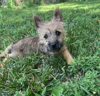 Hank, Adopted, Puppy Male Cairn Terrier.