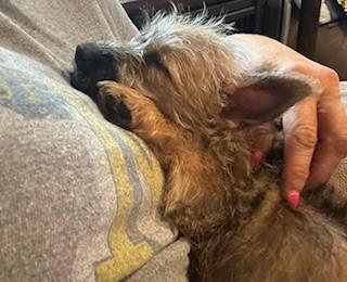 Enlarge Hank, a Adopted Cairn Terrier in Tyndall, SD image 4/5