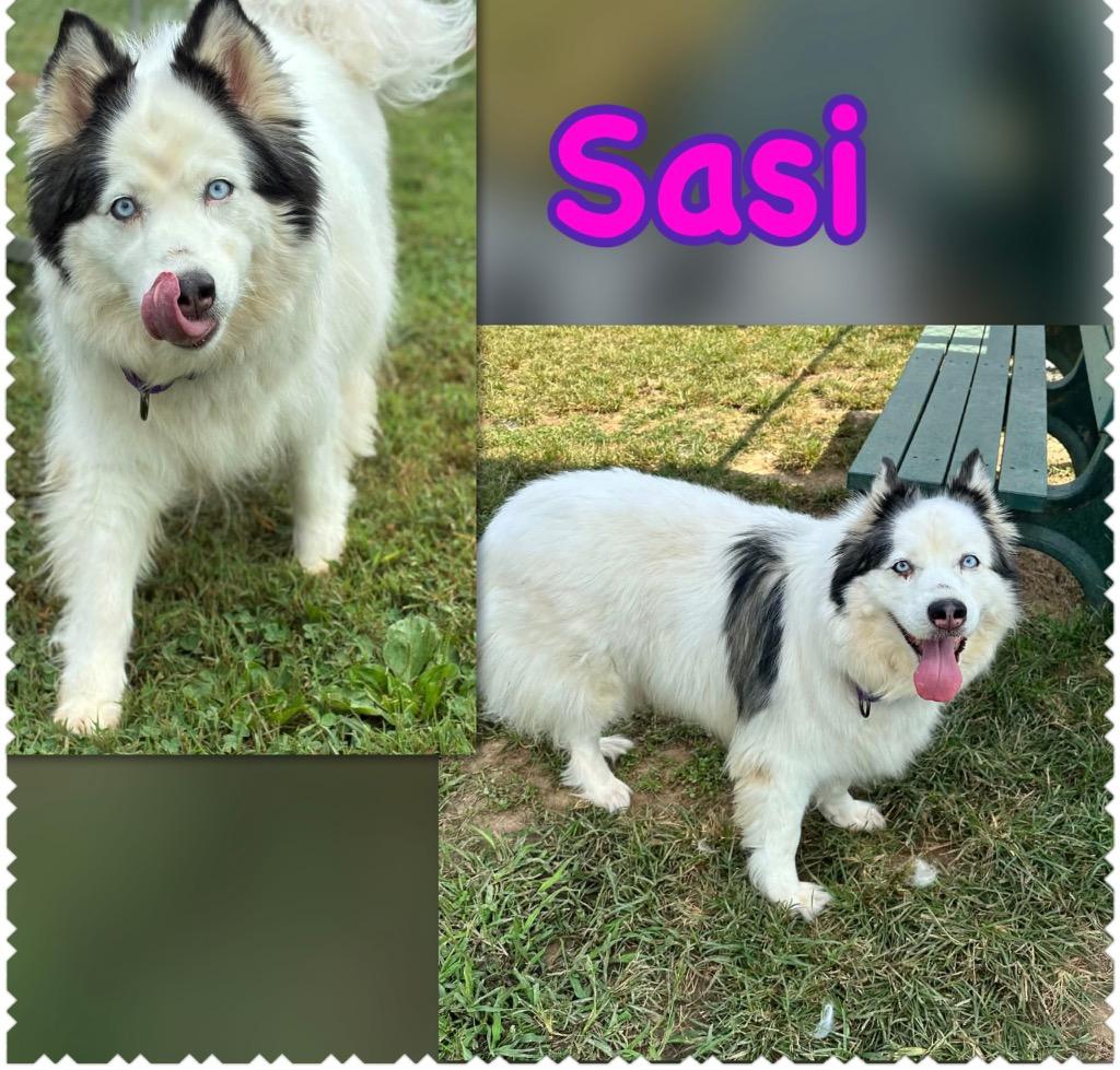Enlarge Sesi, a Adoptable mixed breed in Blountville, TN image 2/2