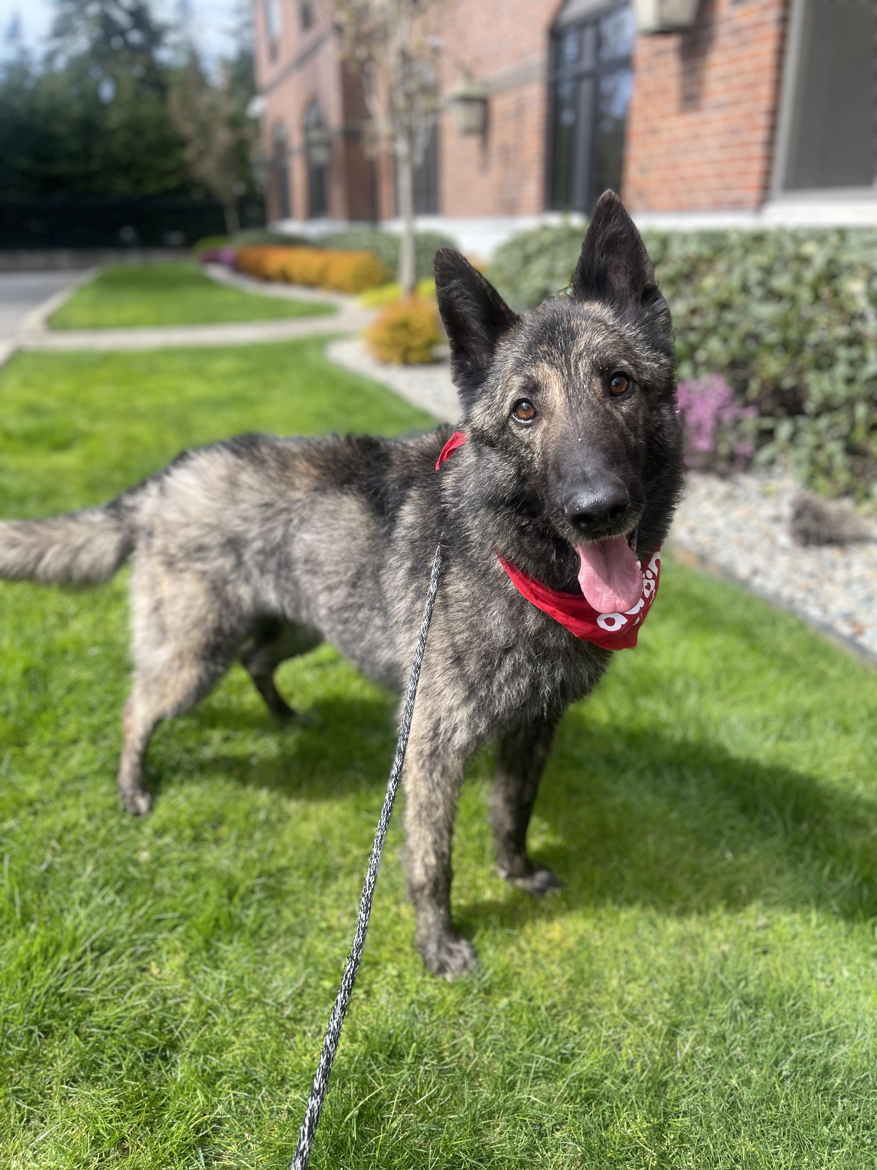 Enlarge Juno, a Adoptable mixed breed in lynnwood , WA image 5/6