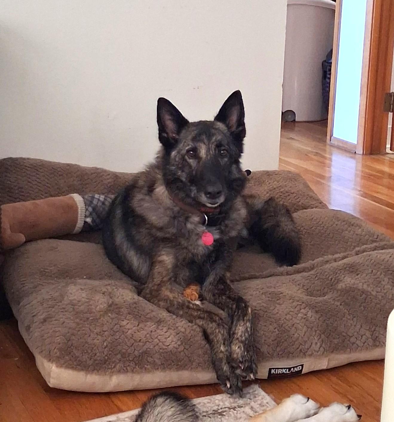Enlarge Juno, a Adoptable mixed breed in lynnwood , WA image 2/6