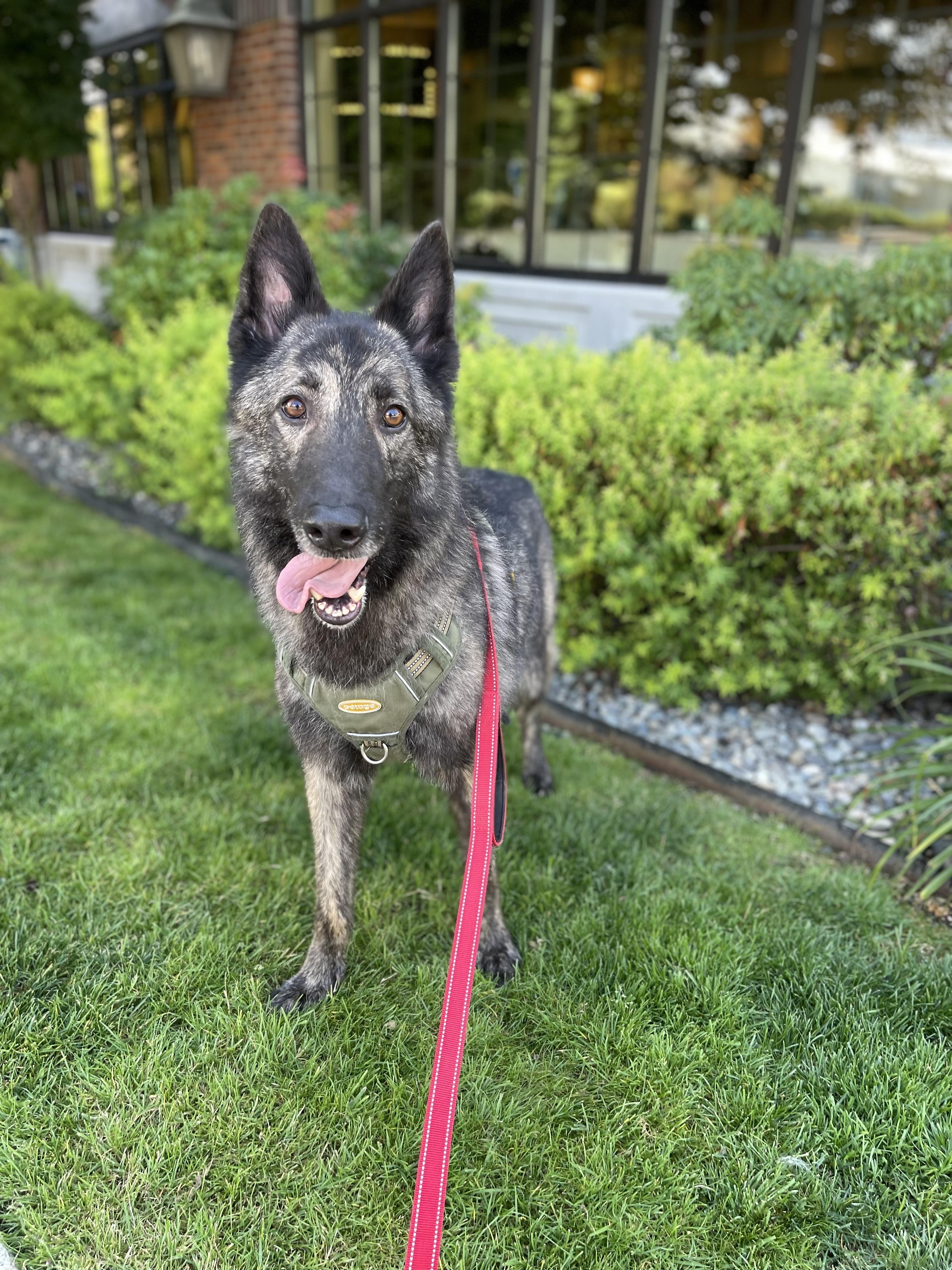 Juno, Adoptable, Adult Male Dutch Shepherd & Shepherd.