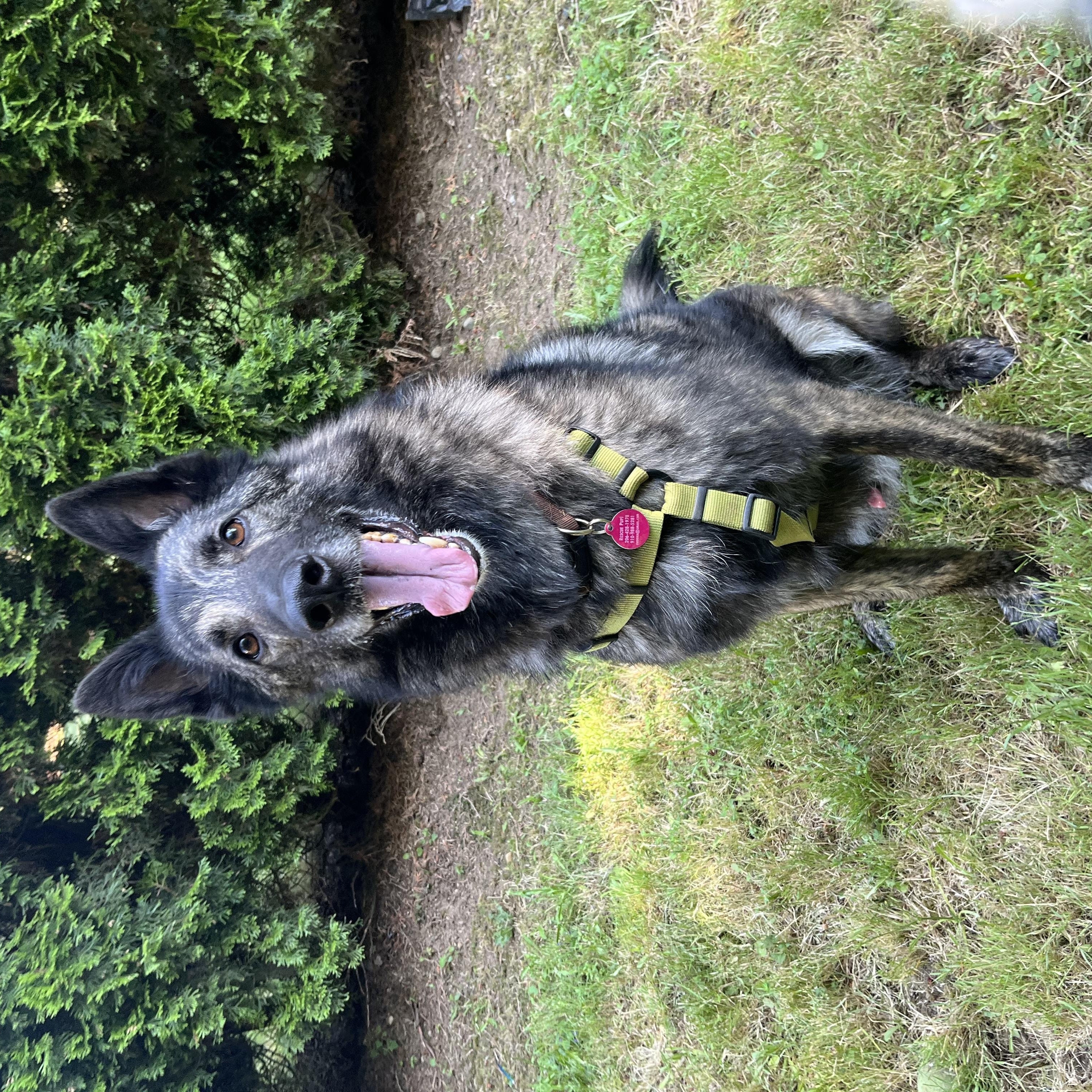 Enlarge Juno, a Adoptable mixed breed in lynnwood , WA image 6/6