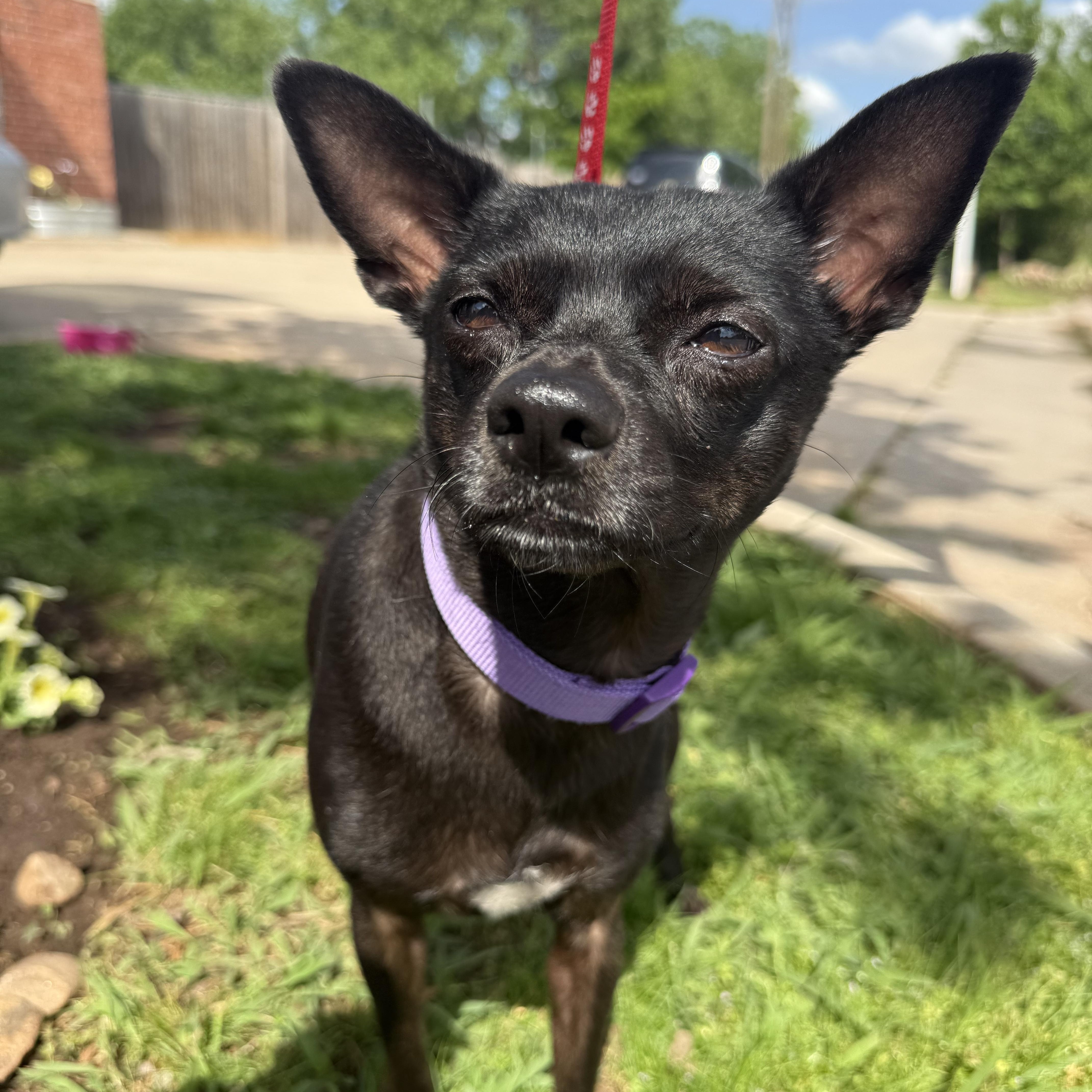 Enlarge Chuey Yeahque, a Adoptable mixed breed in Mendham , NJ image 2/4