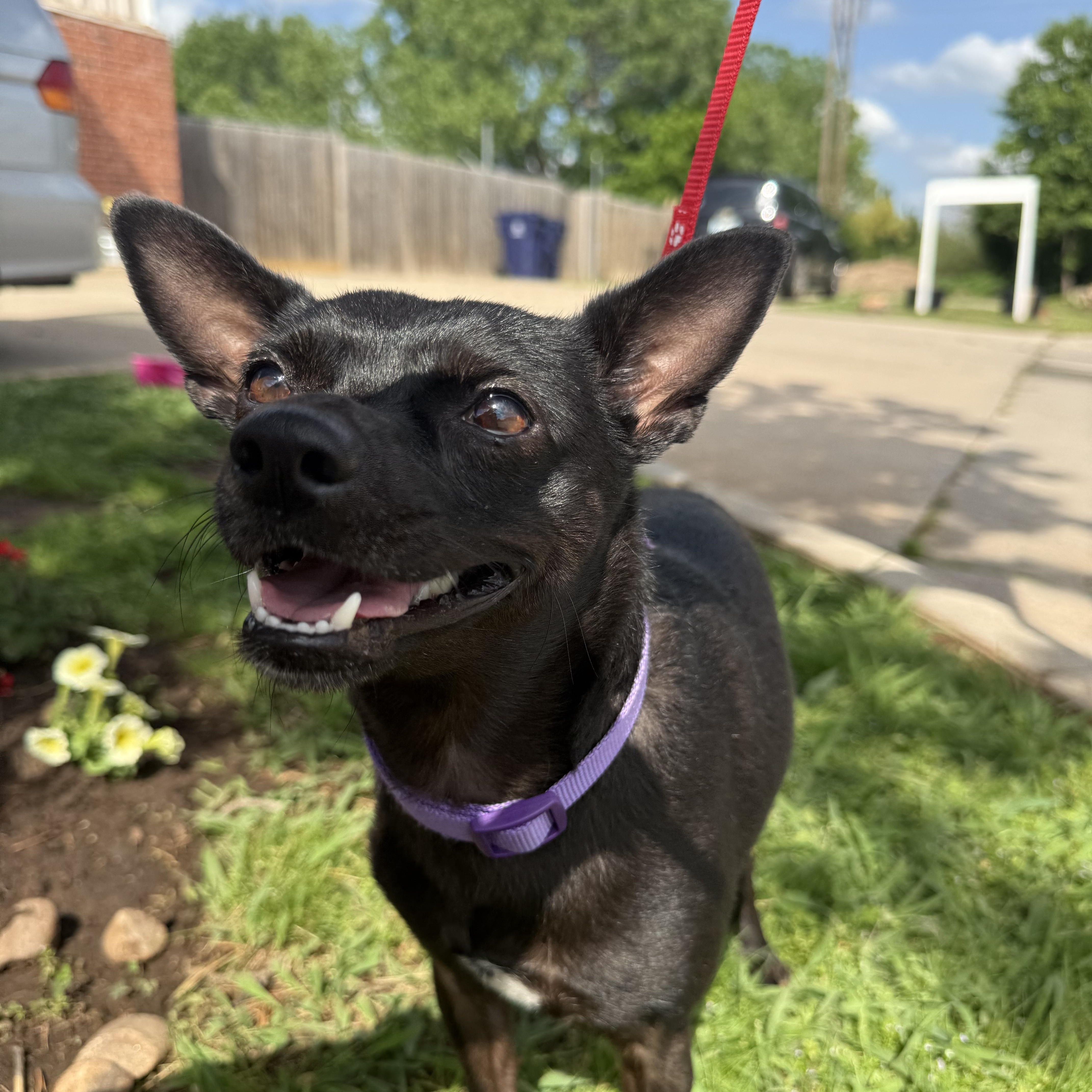 Enlarge Chuey Yeahque, a Adoptable mixed breed in Mendham , NJ image 3/4