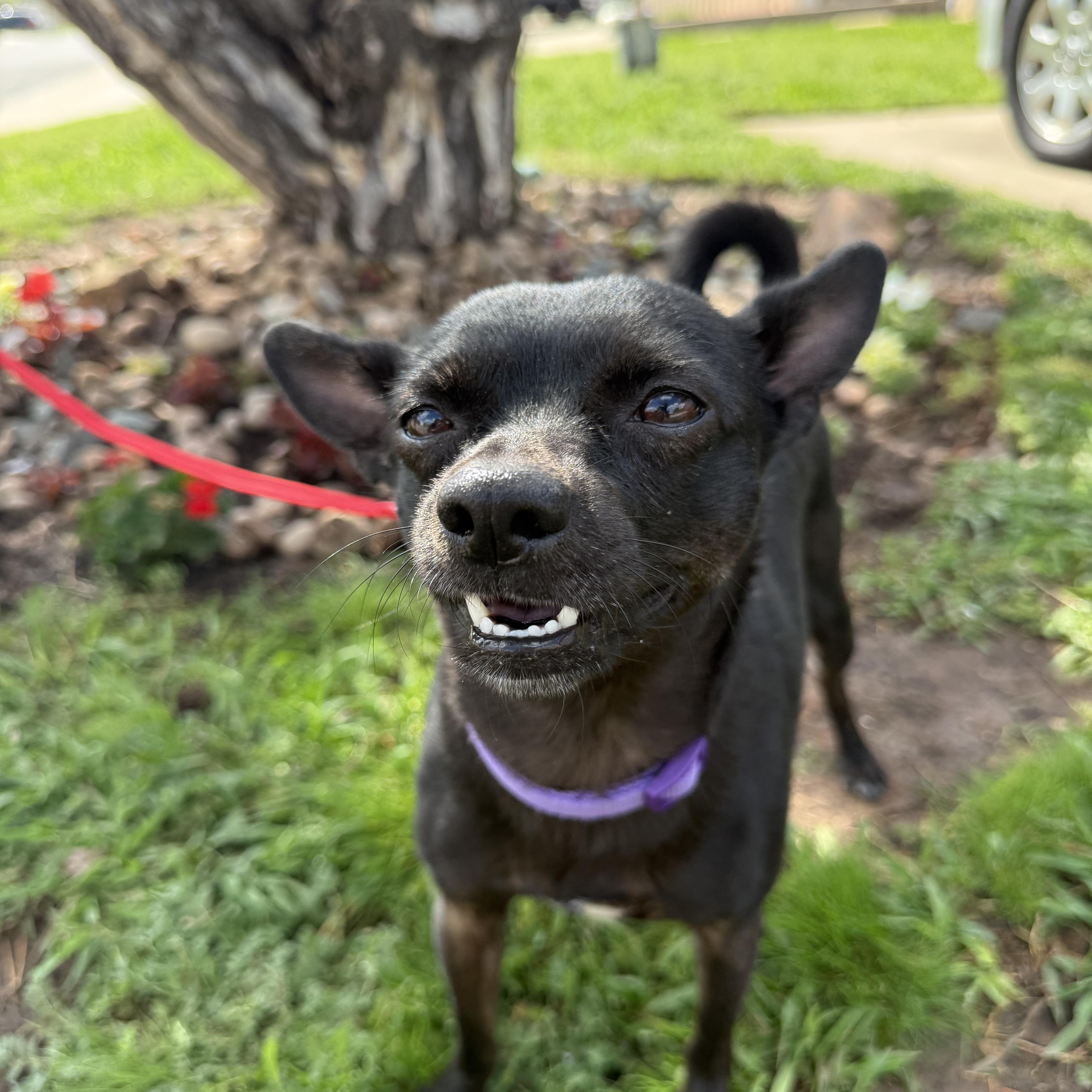 Enlarge Chuey Yeahque, a Adoptable mixed breed in Mendham , NJ image 1/4