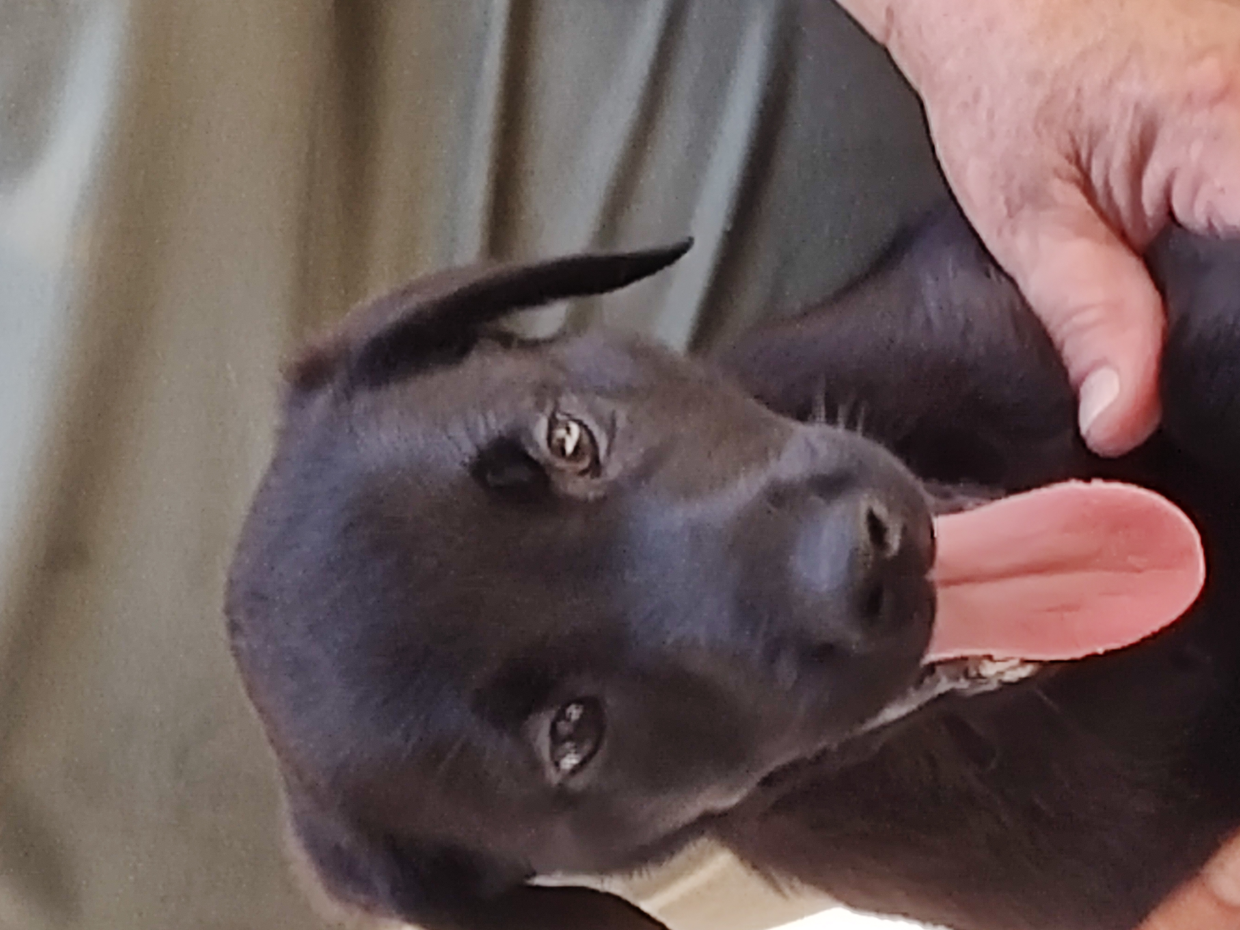 Enlarge Diva, a Adopted Labrador Retriever in Siler City, NC image 1/1