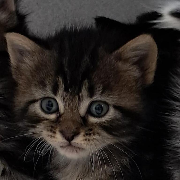 Aster, Adoptable, Kitten Female Domestic Short Hair.