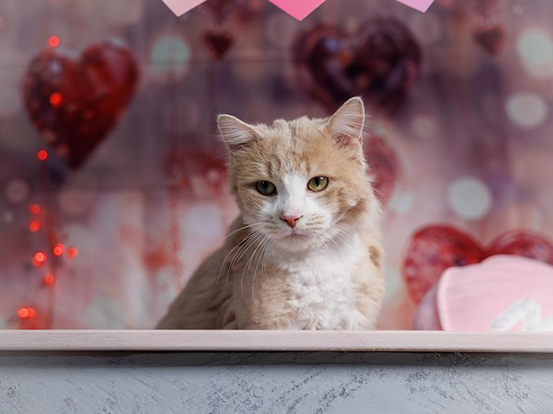 Enlarge Mr Rogers, an adoptable Domestic Medium Hair in Hamilton, ON image 1/6