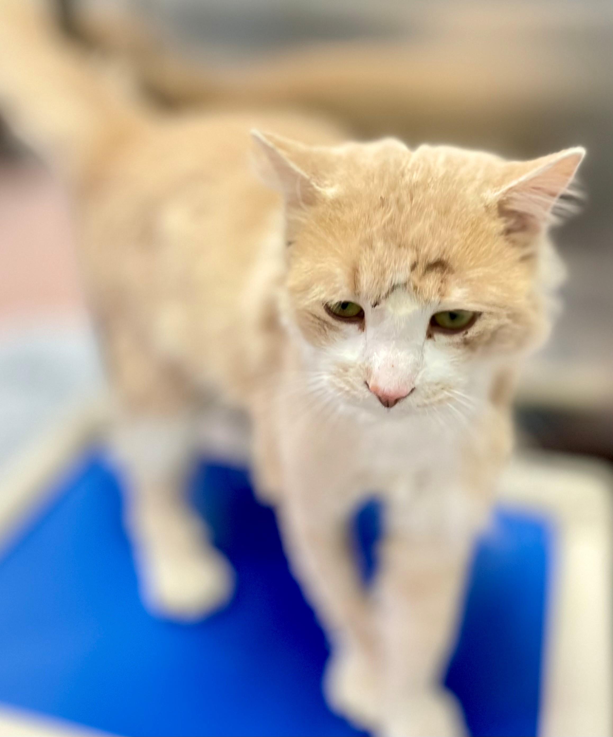 Enlarge Mr Rogers, an adoptable Domestic Medium Hair in Hamilton, ON image 5/6