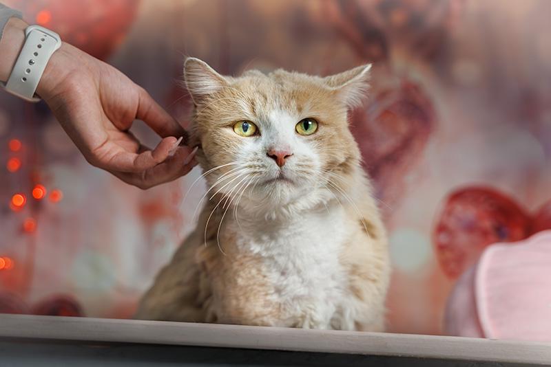 Enlarge Mr Rogers, an adoptable Domestic Medium Hair in Hamilton, ON image 6/6