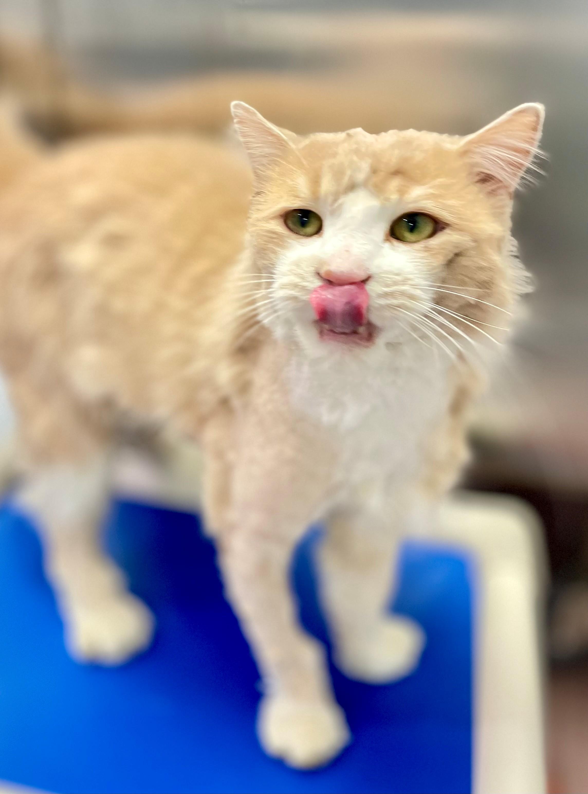 Enlarge Mr Rogers, an adoptable Domestic Medium Hair in Hamilton, ON image 4/6