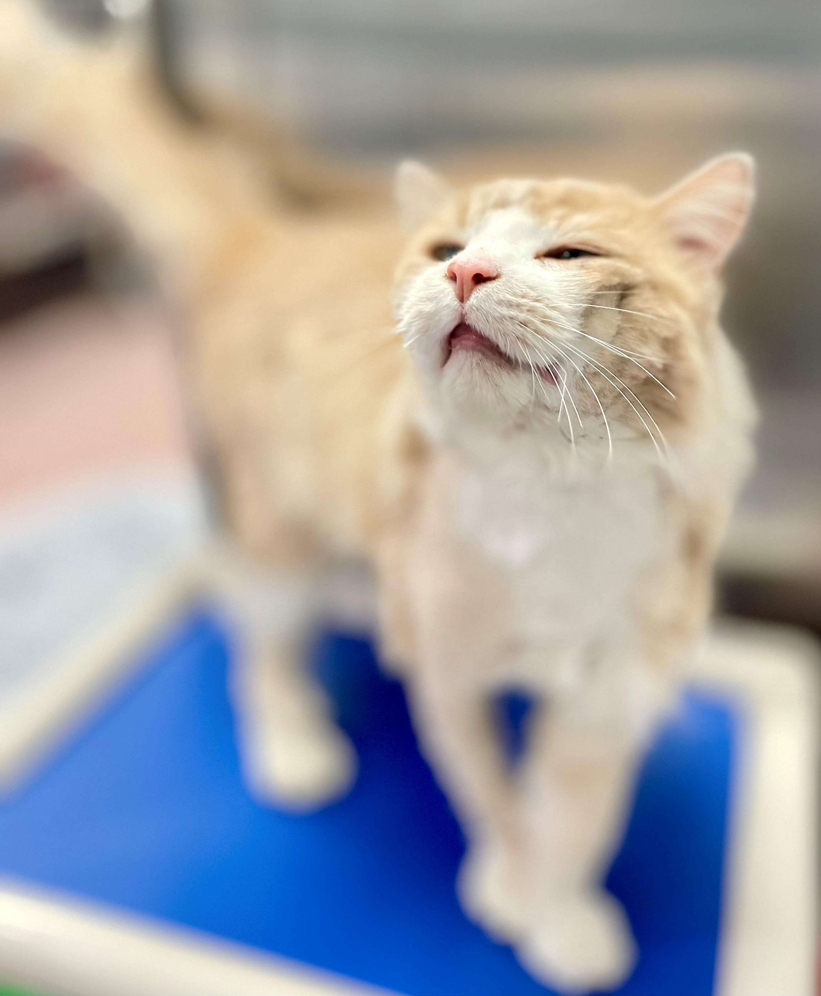 Enlarge Mr Rogers, an adoptable Domestic Medium Hair in Hamilton, ON image 2/6