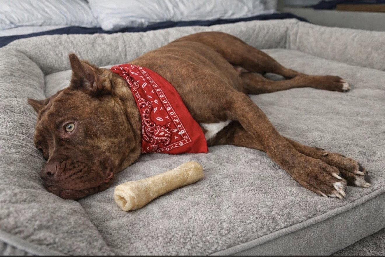 Enlarge Annie, a Adoptable Cane Corso in Euless, TX image 2/3