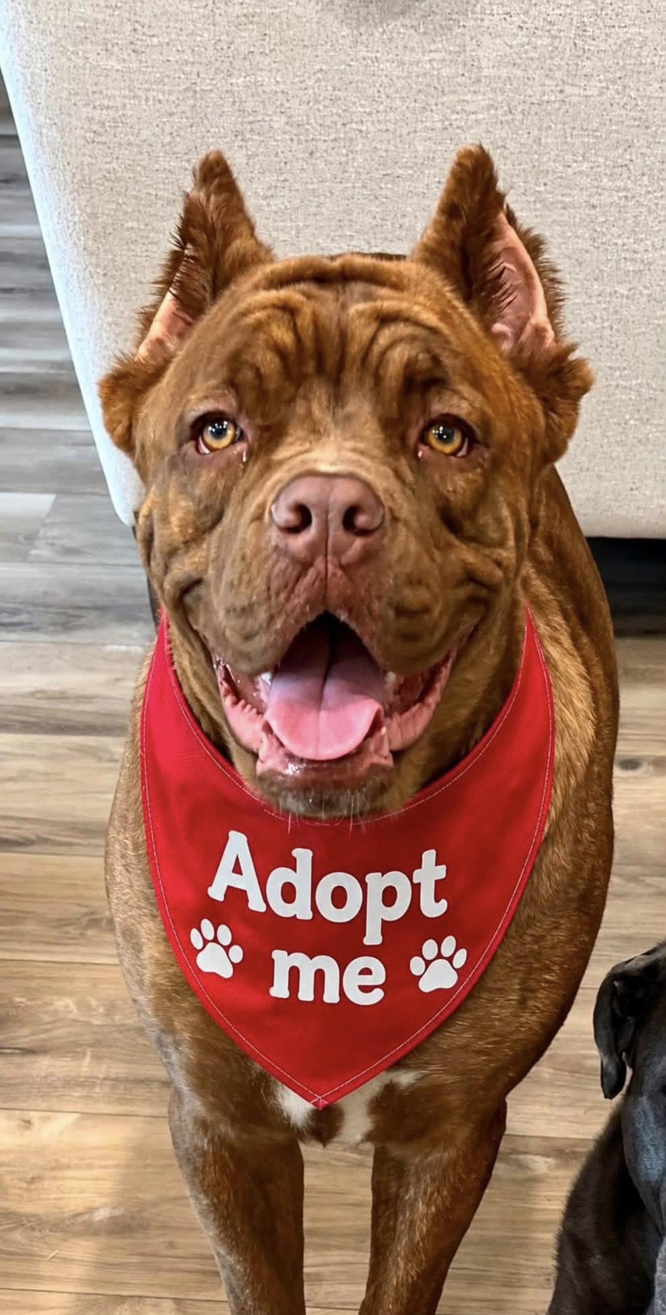 Enlarge Annie, a Adoptable Cane Corso in Euless, TX image 3/3