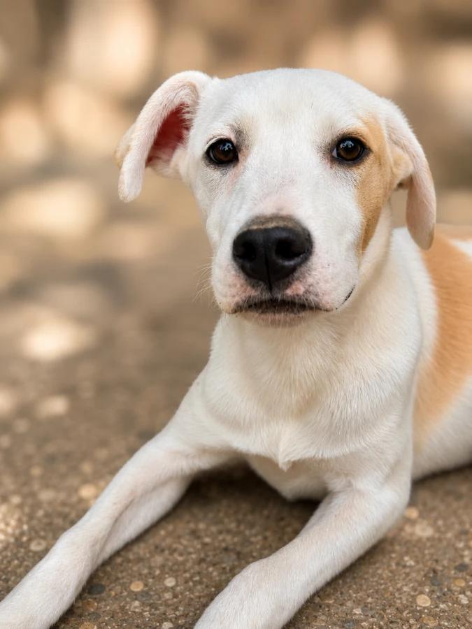Enlarge Syracuse, a Adoptable Mixed Breed in Lindenhurst, NY image 1/1