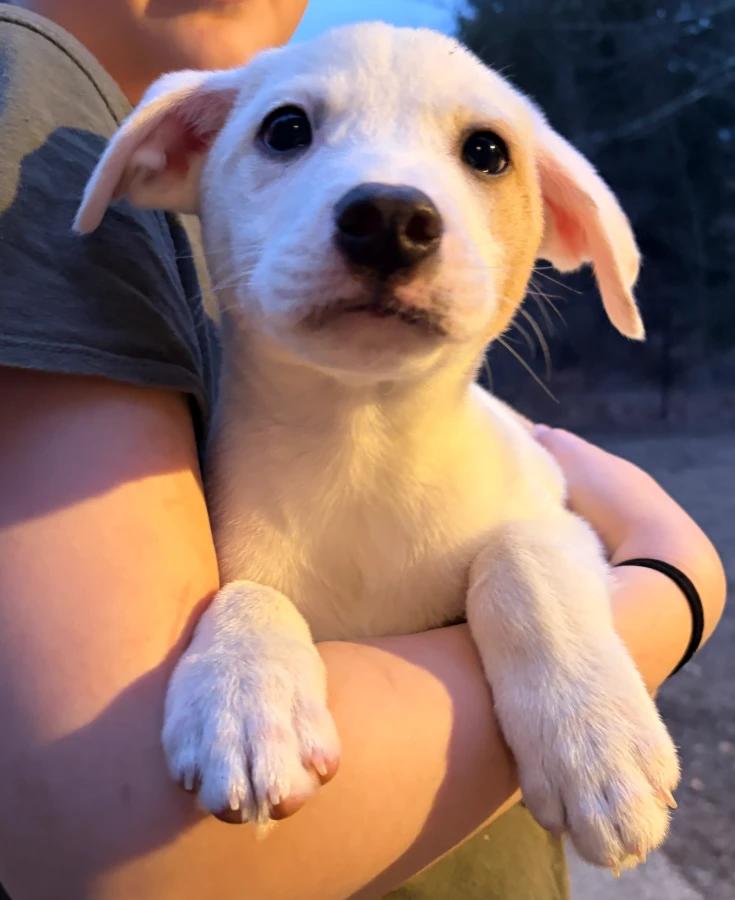Enlarge Syracuse, a Adoptable Mixed Breed in Lindenhurst, NY image 1/1