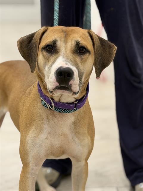 Enlarge FAWN, a Adoptable mixed breed in Canfield, OH image 1/1