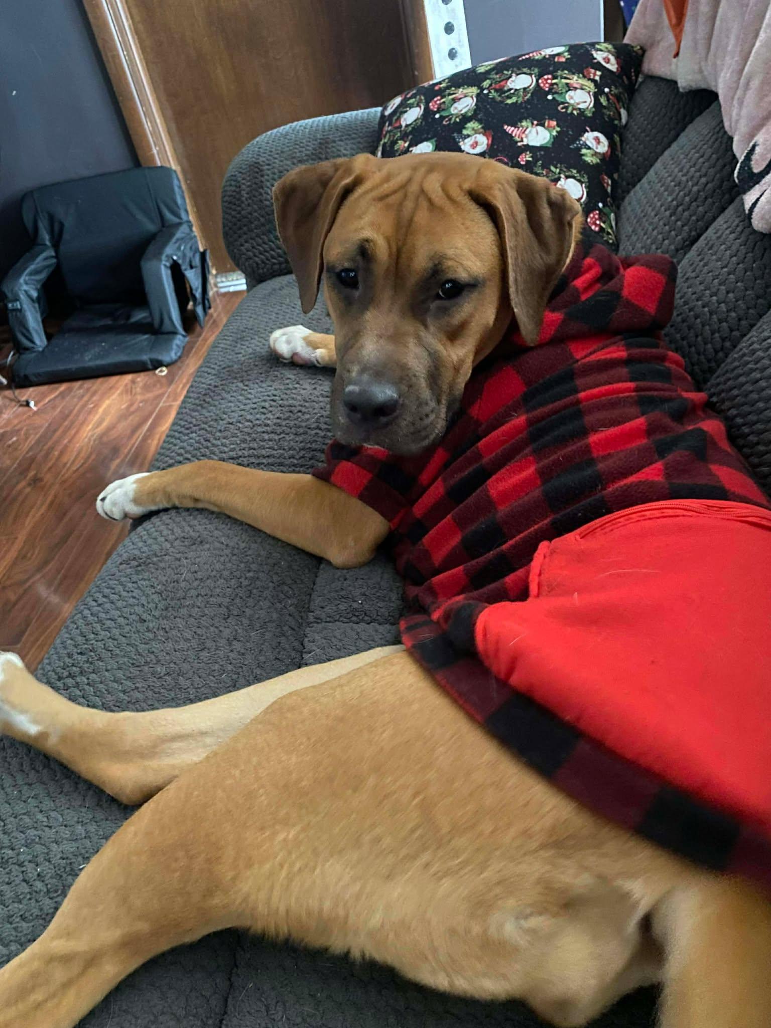 Honey, adopted, Adult Female Black Mouth Cur & Yellow Labrador Retriever.