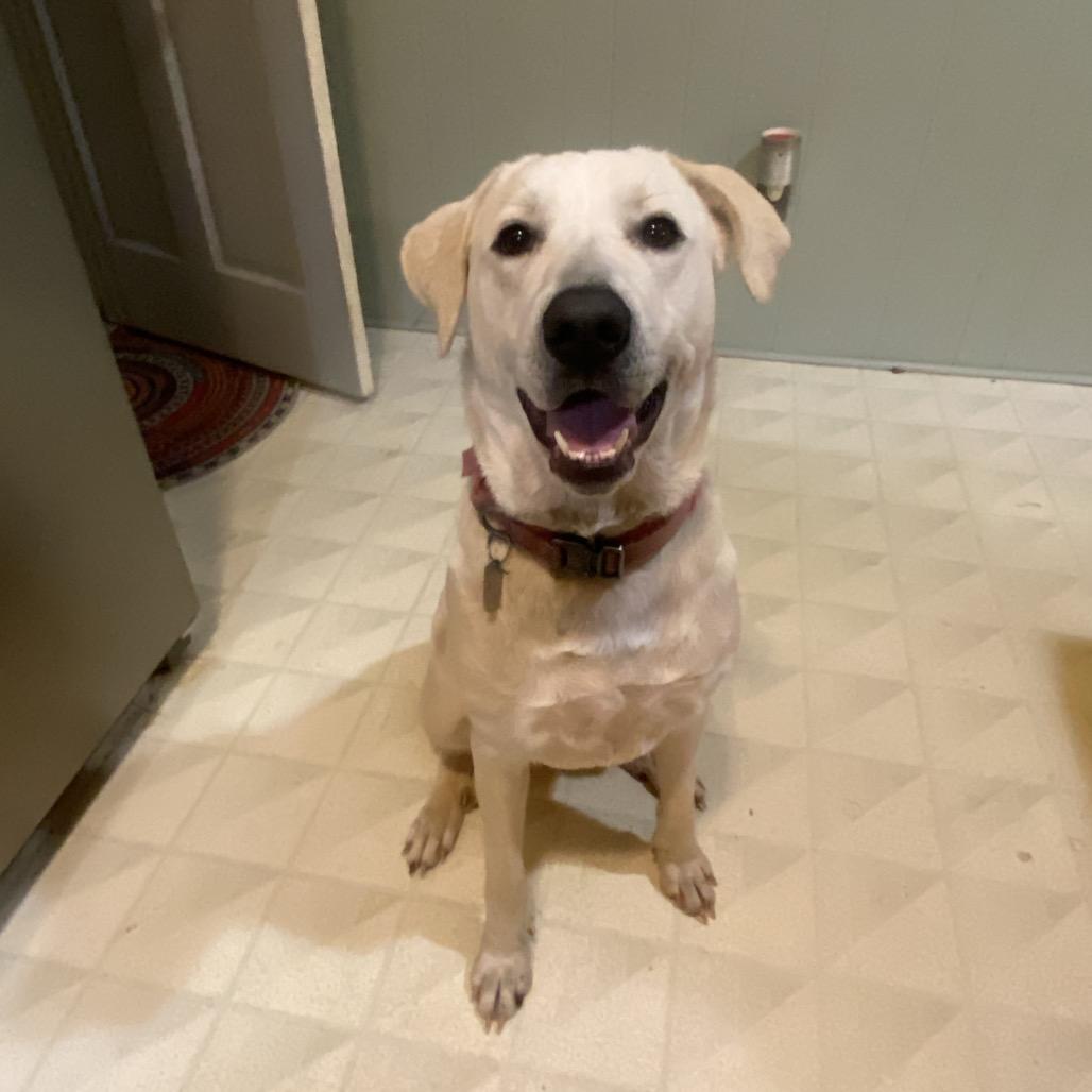Izzie, Adoptable, Adult Female Yellow Labrador Retriever & Great Pyrenees.