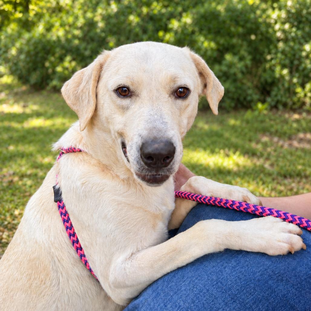 Enlarge Izzie, a Adoptable mixed breed in Durham, NC image 2/6