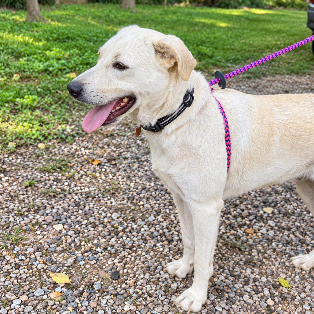Enlarge Izzie, a Adoptable mixed breed in Durham, NC image 3/6