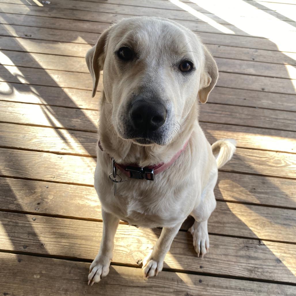 Enlarge Izzie, a Adoptable mixed breed in Durham, NC image 4/6