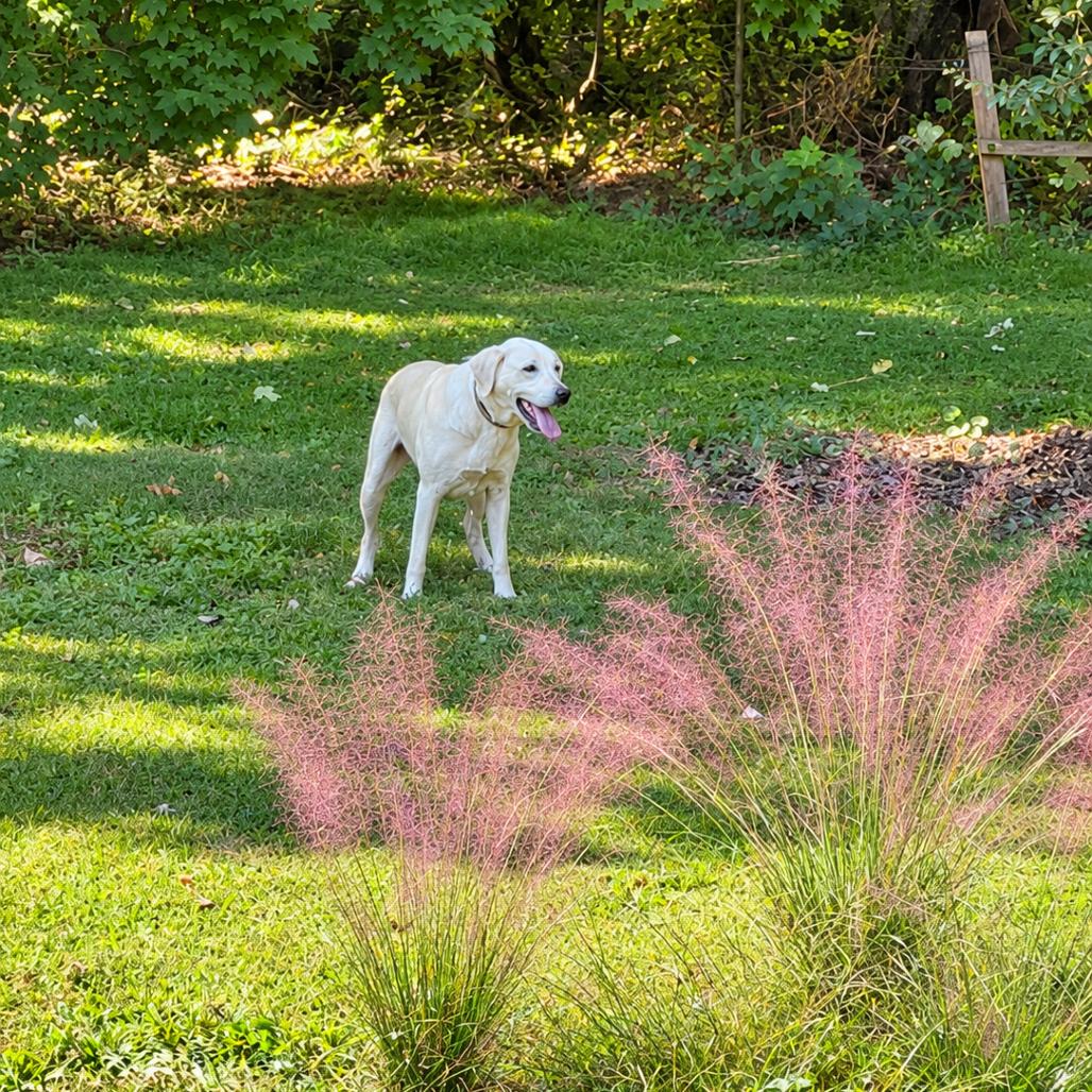Enlarge Izzie, a Adoptable mixed breed in Durham, NC image 5/6