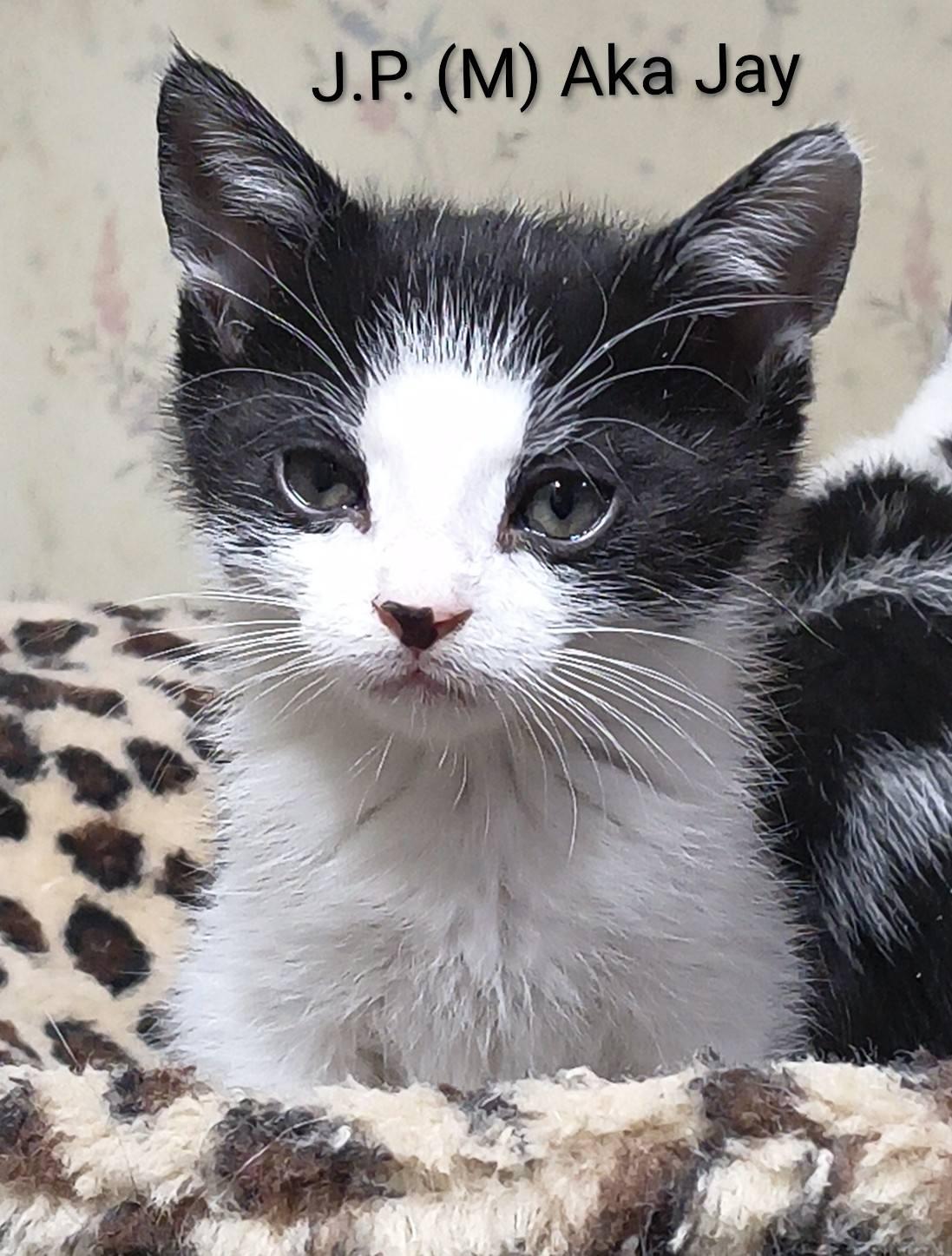 J.P., Adoptable, Kitten Male Domestic Short Hair.