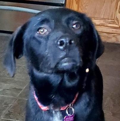 Enlarge Bates, a ADOPTABLE mixed breed in Bartlett, IL image 4/6