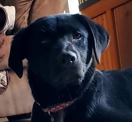 Enlarge Bates, a ADOPTABLE mixed breed in Bartlett, IL image 1/6