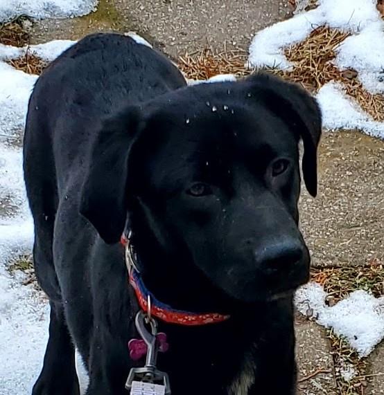 Enlarge Bates, a ADOPTABLE mixed breed in Bartlett, IL image 3/6