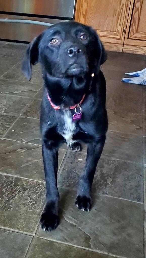 Enlarge Bates, a ADOPTABLE mixed breed in Bartlett, IL image 6/6