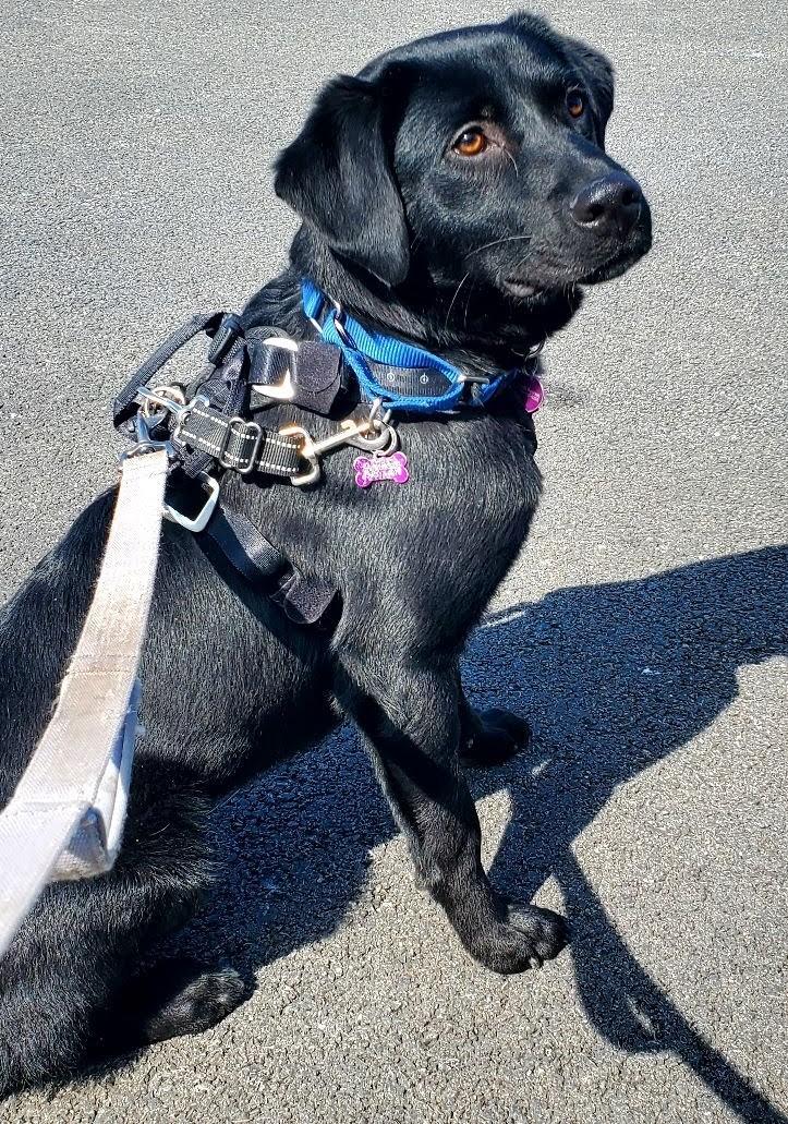 Enlarge Bates, a ADOPTABLE mixed breed in Bartlett, IL image 2/6