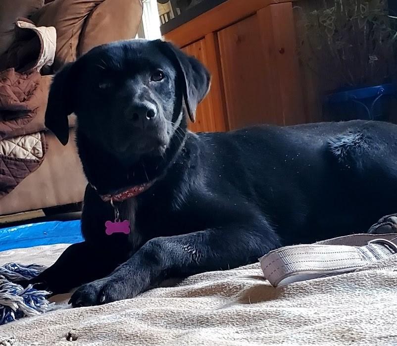 Enlarge Bates, a ADOPTABLE mixed breed in Bartlett, IL image 5/6