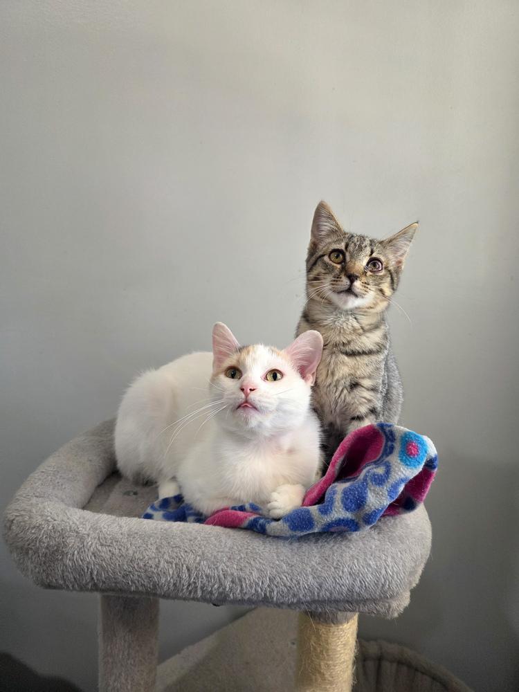 Enlarge Lucille, a Adoptable Calico in Lewisburg, TN image 1/3
