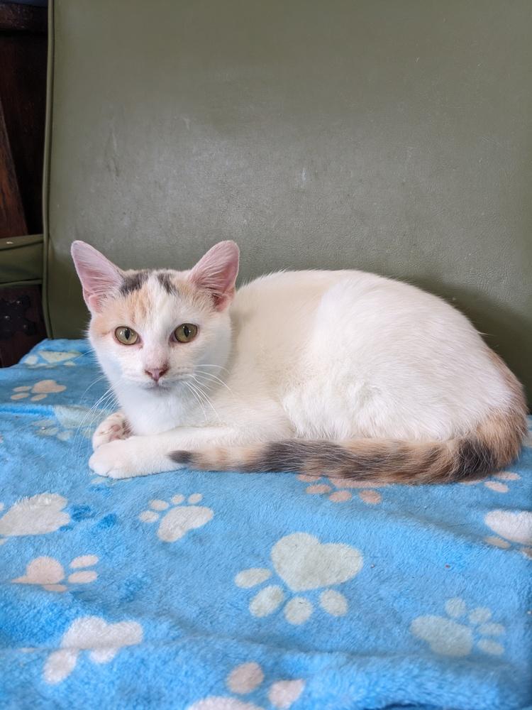 Enlarge Lucille, a Adoptable Calico in Lewisburg, TN image 1/1