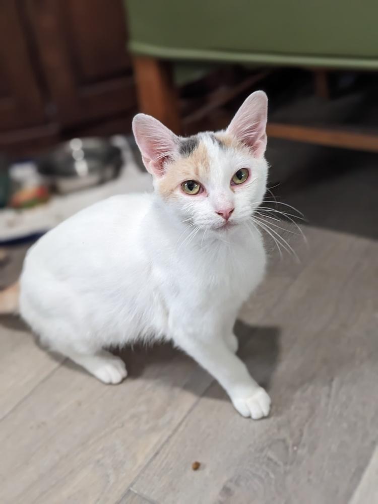Enlarge Lucille, a Adoptable Calico in Lewisburg, TN image 3/3