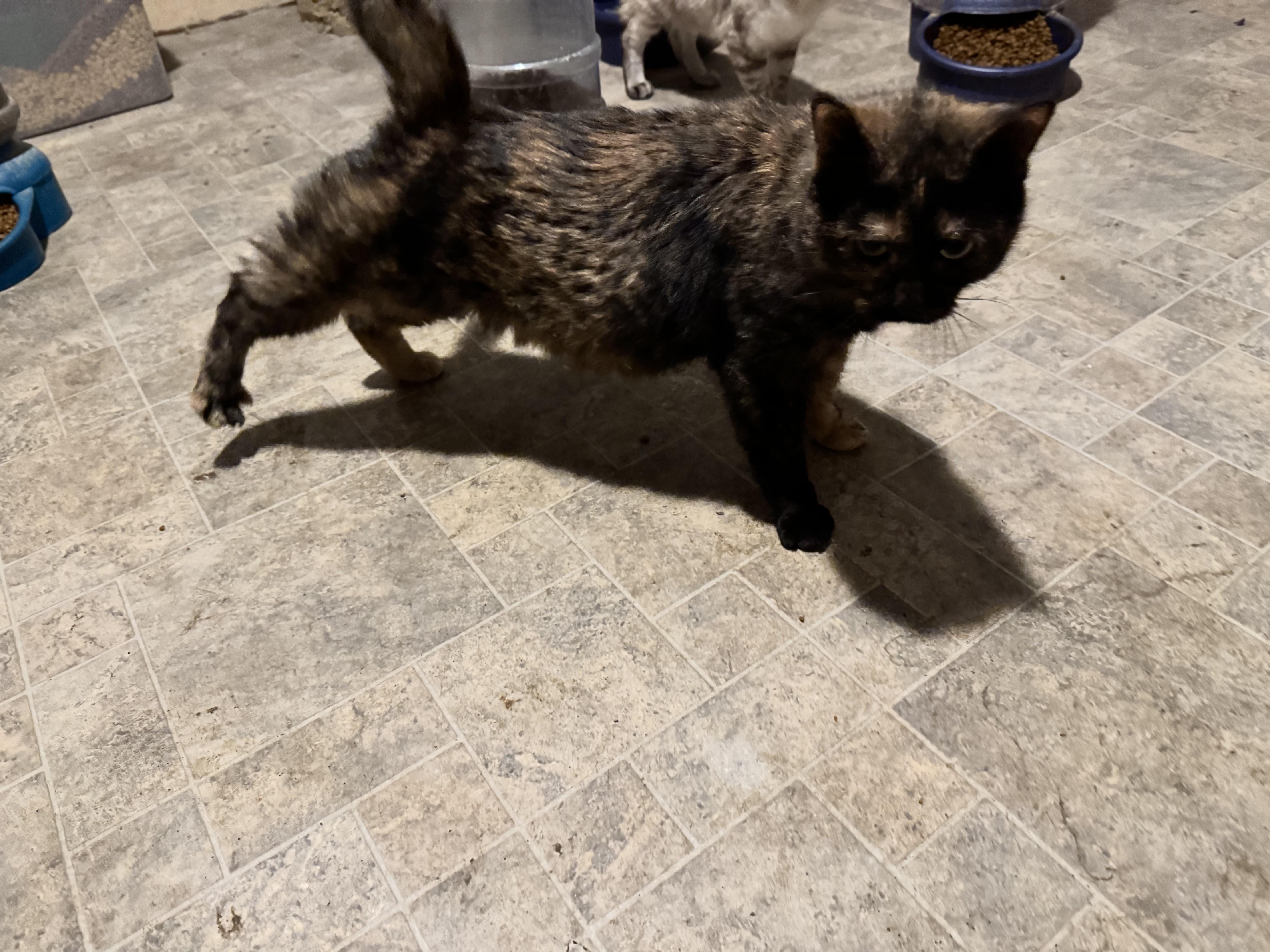 Tottie, Adult Female Domestic Medium Hair