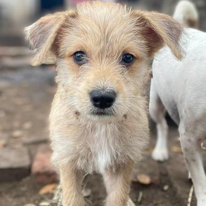 Savannah, Adopted, Puppy Female Terrier & Shepherd.