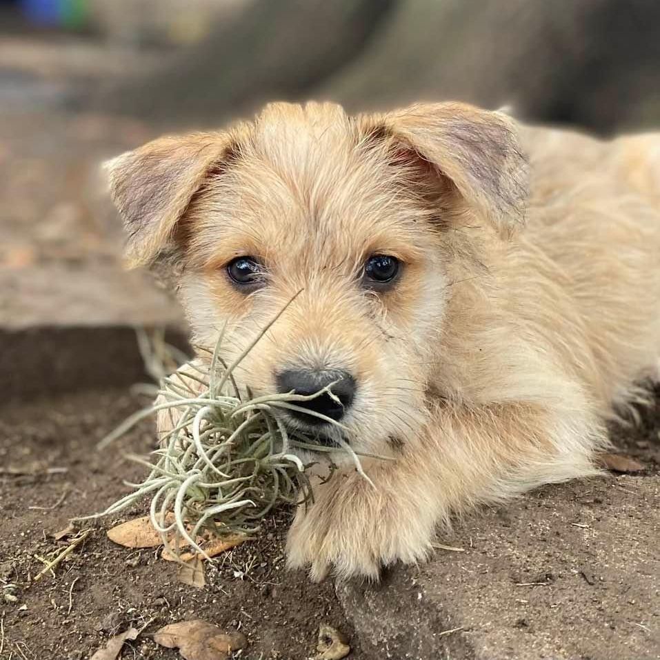 Savannah, a Adopted mixed breed in Goliad, TX image 3/10
