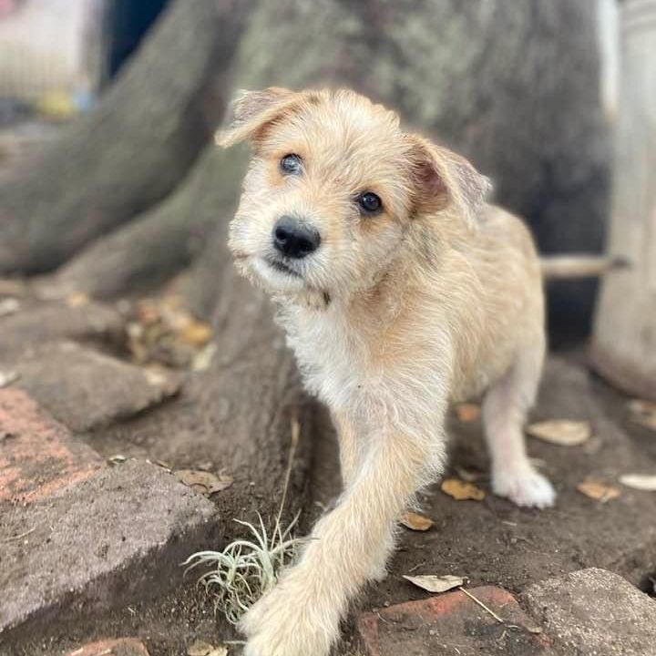 Savannah, a Adopted mixed breed in Goliad, TX image 4/10
