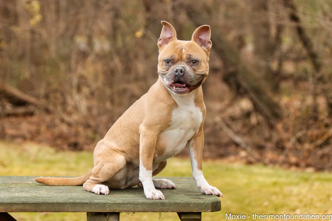 Enlarge Moxie, a Adoptable mixed breed in Bloomfield, CT image 1/4