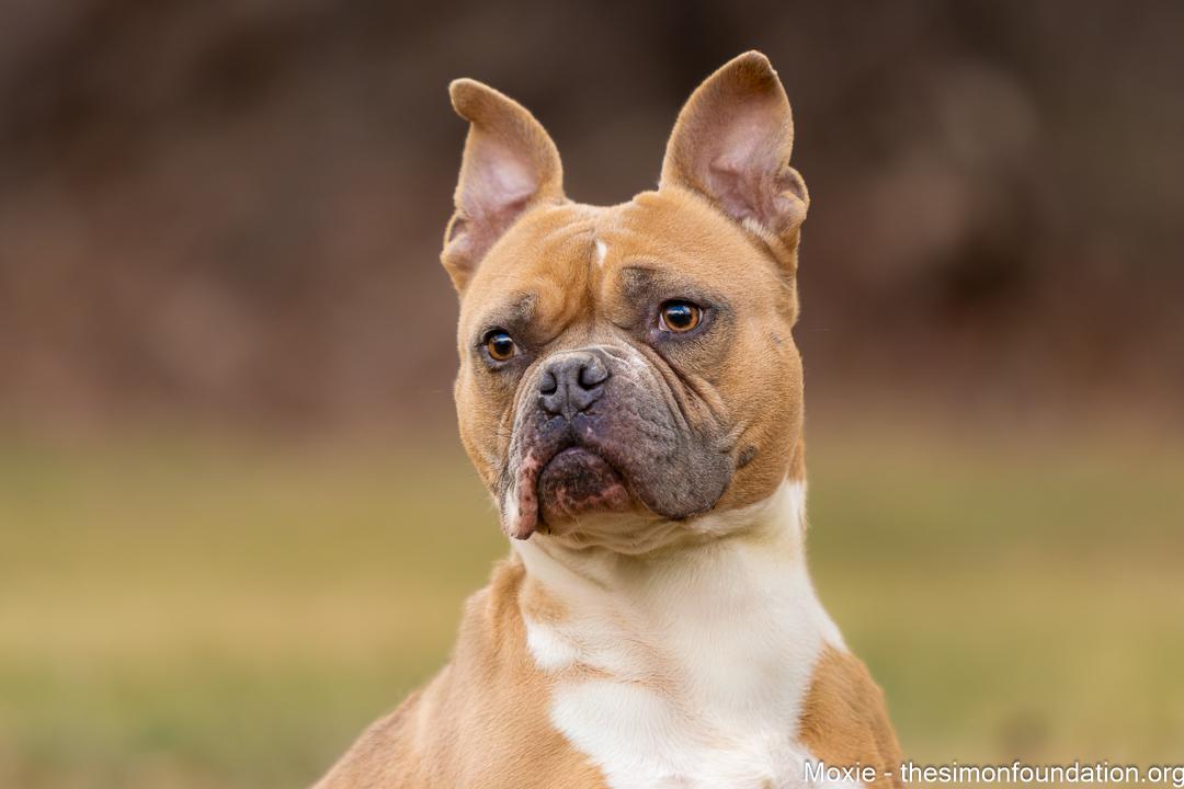 Enlarge Moxie, a Adoptable mixed breed in Bloomfield, CT image 2/4