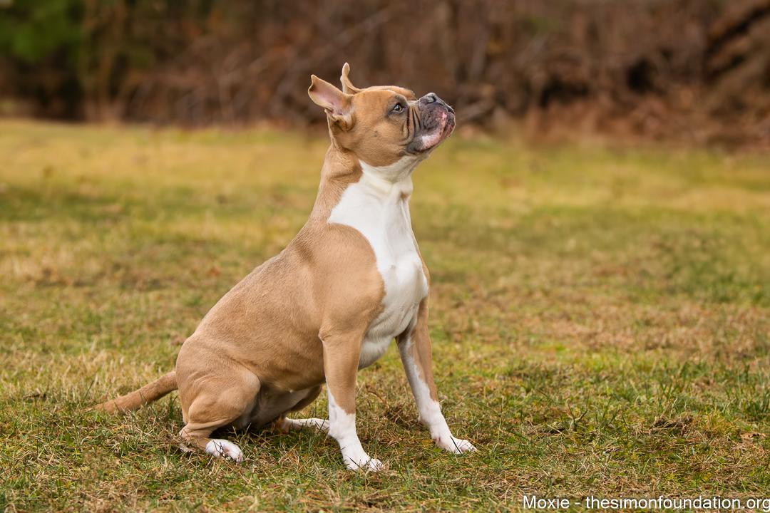 Enlarge Moxie, a Adoptable mixed breed in Bloomfield, CT image 3/4